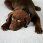 Carpet Cleaning Service Cost and Guarantee San Diego Rug Cleaning Company