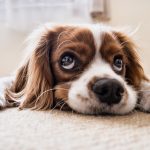 Most Affordable Carpet Cleaning Deals San Diego Best Cleaning Services