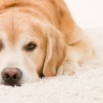 Best Pet Stain Removal In San Diego CA