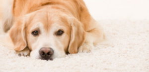 Best Pet Stain Removal In San Diego CA