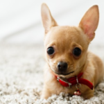 Get Rid Of Pet Stains Forever In San Diego