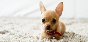 Get Rid Of Pet Stains Forever In San Diego