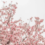 Your Complete Guide To Spring Cleaning In San Diego