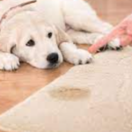 Tired Of Unsightly Carpet Stains In San Diego?