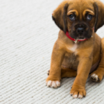 3 Best Methods To Remove Pet Stains From Carpet San Diego
